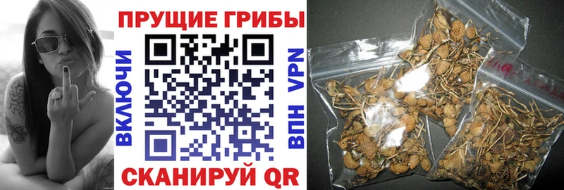 наркотики  OMG ТОР  Псилоцибиновые грибы MAGIC MUSHROOMS  Исилькуль 